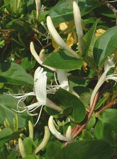 Lonicera japonica Japanese Honeysuckle Lonicera japonica Japanese Honeysuckle