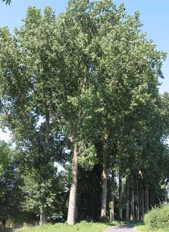 Populus x canadensis Canadian Poplar, Carolina Poplar Populus x canadensis Canadian Poplar, Carolina Poplar